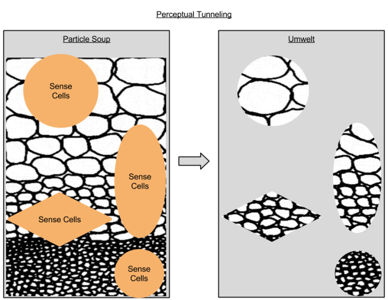 Perceptual Tunneling