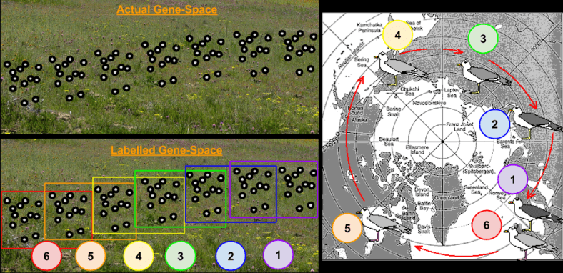 Population Genetics- Ring Species (2)