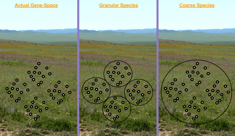 Population Genetics- Species Granularity (1)