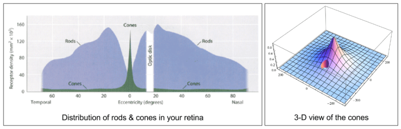Attention- Foveal Vision (Distribution Of Rods-Cones)