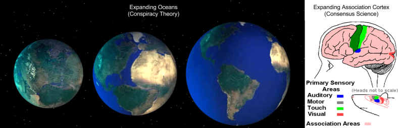 Cytoarchitecture- Expanding Association Cortex (1)
