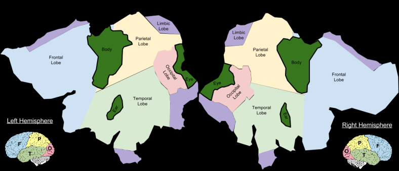 Cytoarchitecture- Lobes + Primary Cortex (1)