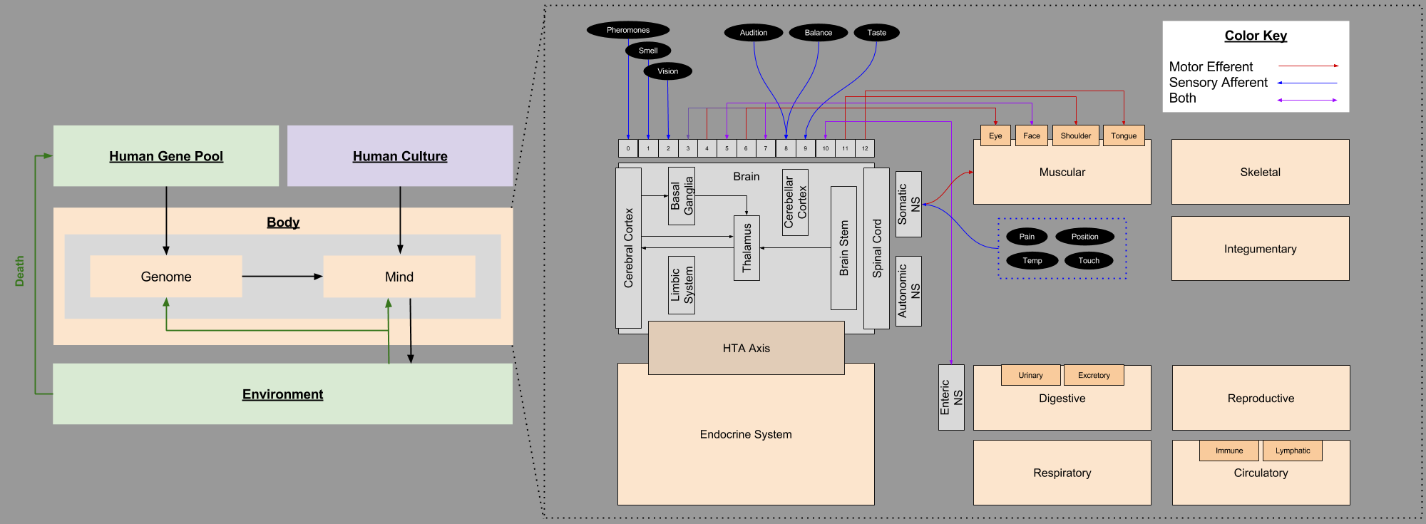 Body Architecture v1.5