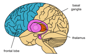 Basal Ganglia- Anatomy (1)