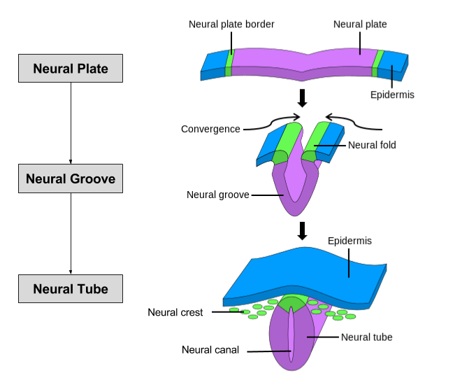 Brain Ontogeny- Primary Neurulation