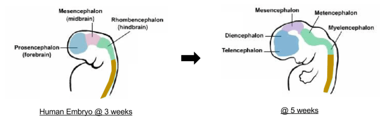 Brain Ontogeny- Vesicle Differentiation Chronology