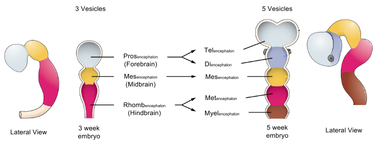 Brain Ontogeny- Vesicle Differentiation