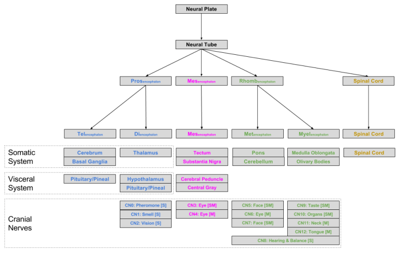 Brain Ontogeny- Vesicle-Structure Topology (1)