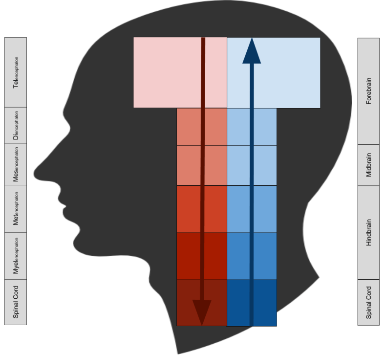 Cybernetics- Abstraction Hierarchy