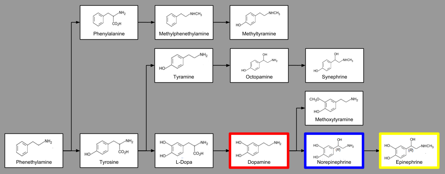 dopamine-catecholamine-synthesis