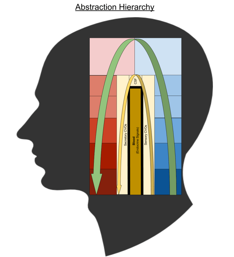 Neuroendocrine- Abstraction Hierarchy