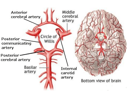 Neuroendocrine- Circle Of Willis
