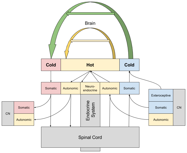 neuroendocrine-information-channels-2