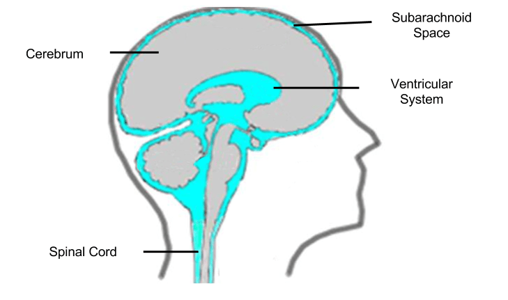 Neuroendocrine- Ventricles and CSF
