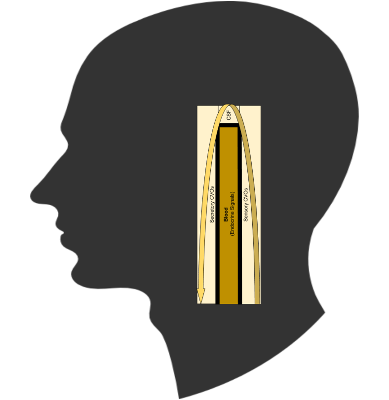 Neuroendocrine- Visceral Loop