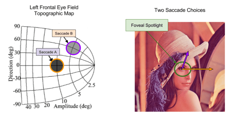 Attention- Topographic Maps (4)