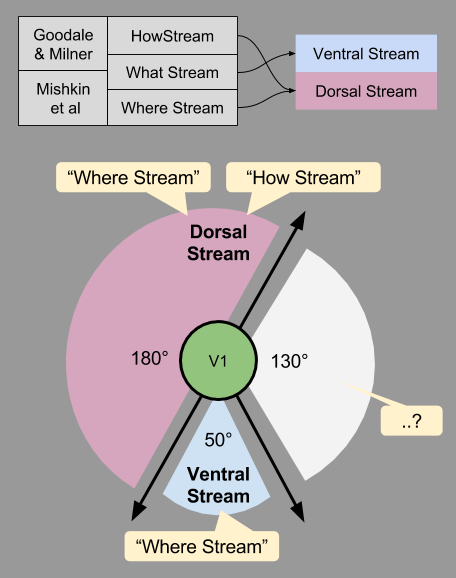 Three Streams- Dorsal Stream Tension (3)