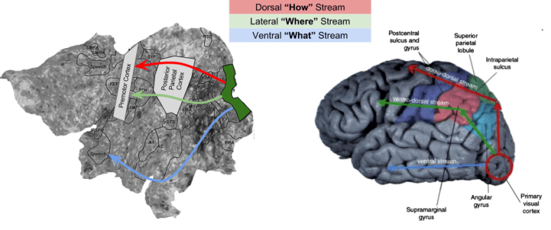 Three Streams- Stream Localization (2)