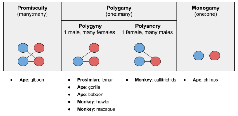 Primate Societies- Mating Systems and Species (2)