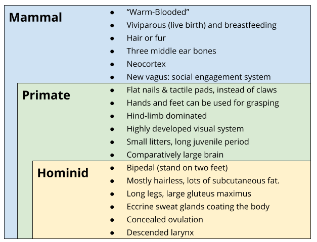 Primates_ Anatomical Cladistics.png
