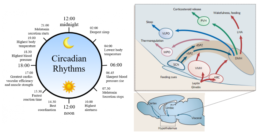 sleep-hypothalamic-circadian-pathway-1