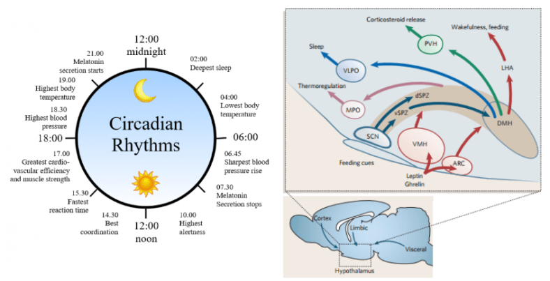 sleep-hypothalamic-circadian-pathway-1