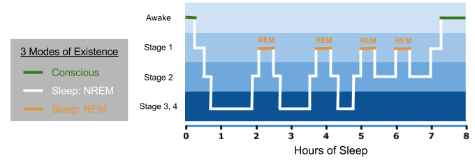 sleep-stages-across-night-3