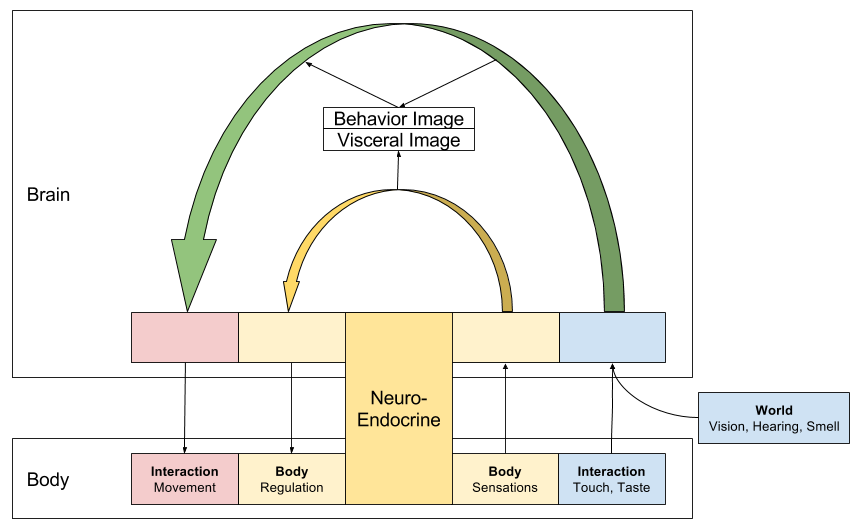 Reinforcement Learning- Reward As Visceral Efferent