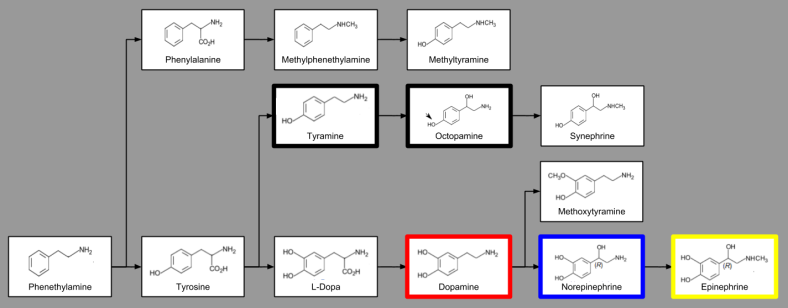 dopamine-catecholamine-synthesis-3