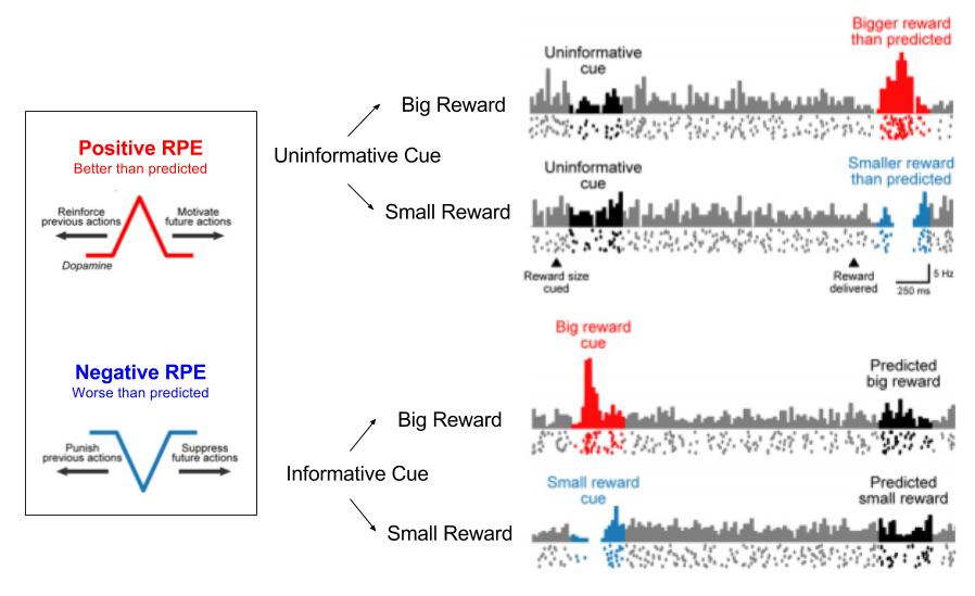 rewardsubstrate-phasic-dopamine-rpe-1