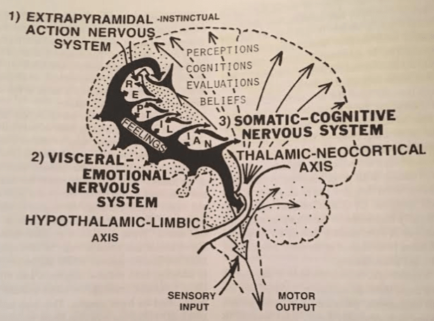 two-loops-intersection-at-basal-ganglia
