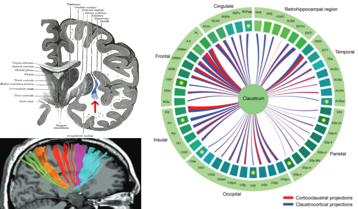 ERTAS: The Engine of Consciousness | Fewer Lacunae
