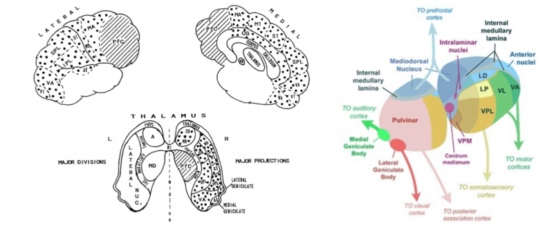 Consciousness Ignition- Thalamic Architecture