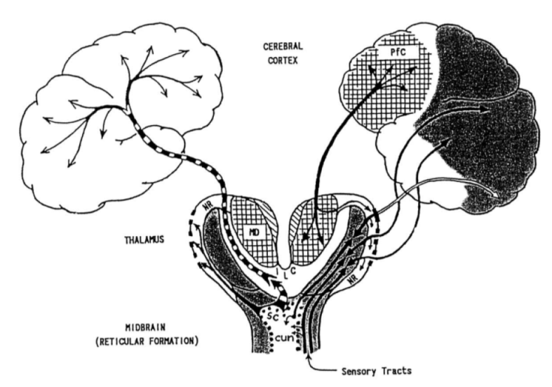 Consciousness Ignition- Thalamus ILC NR