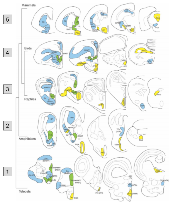 SBN- Comparative Anatomy
