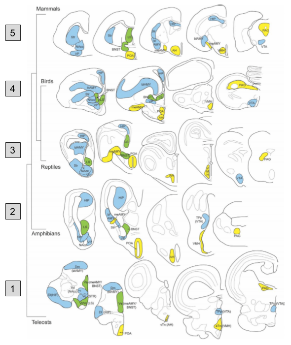 SBN- Comparative Anatomy