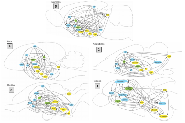 SBN- Comparative Hodology