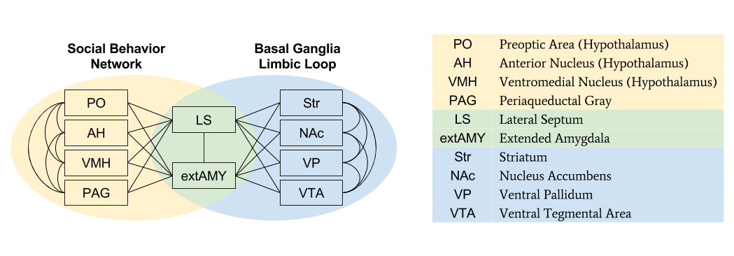 SBN- SBN vs Limbic Loop (2)