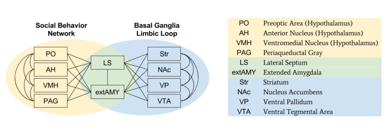 SBN- SBN vs Limbic Loop (2)