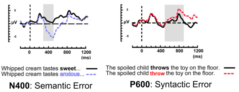 Syntax- Linguistic ERPs (1)