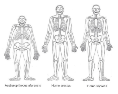 Cooking_ Hominin Anatomy Comparison
