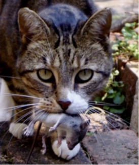 Polyvagal Theory_ Immobilization (3)