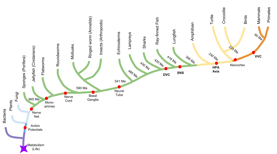 Polyvagal_ ANS Phylogeny
