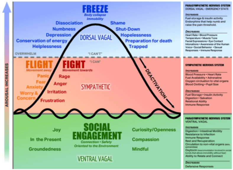 Polyvagal_ Response Hierarchy