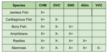 Polyvagal_ System Accretion (1)