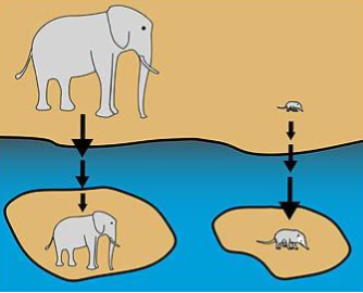 Self-Domestication_ Foster's Rule