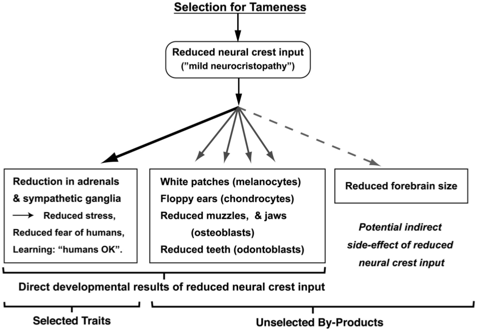 Self-Domestication_ Mild Neurocristopathy Hypothesis