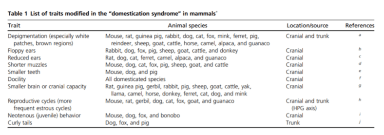 Self-Domestication_ The Domestication Syndrome (1)
