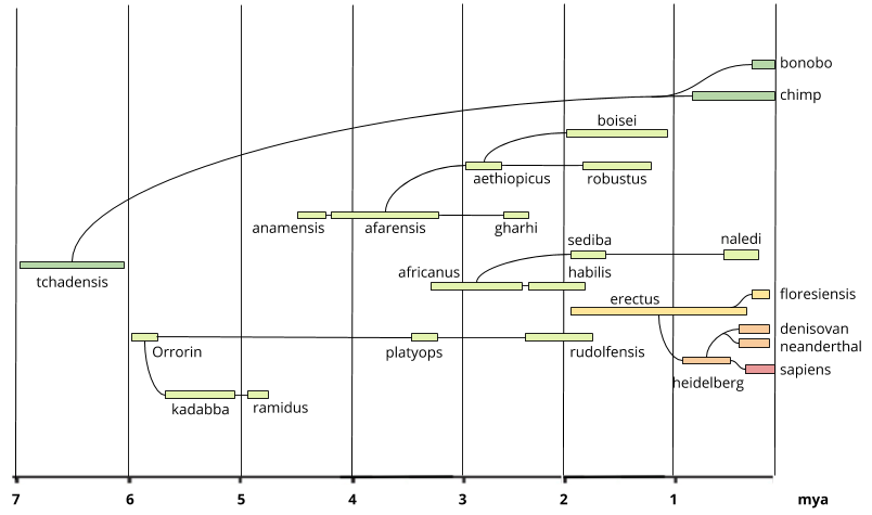 Bipdality_ Hominin Phylogeny