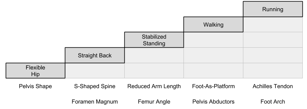 Bipedalism_ Incremental Improvements (2)